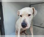 Small Staffordshire Bull Terrier Mix