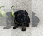 Small Photo #2 Poodle (Toy)-Yorkshire Terrier Mix Puppy For Sale in WAUNAKEE, WI, USA