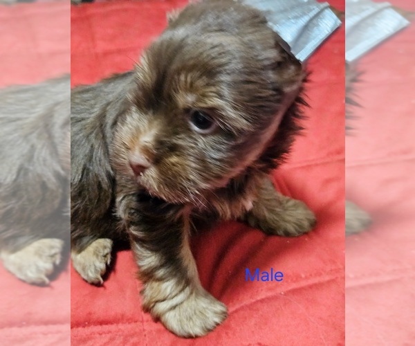 Medium Photo #6 Yorkshire Terrier Puppy For Sale in CONKLIN, NY, USA