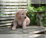 Puppy Roxie Golden Retriever