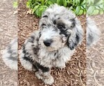 Small #2 Aussiedoodle