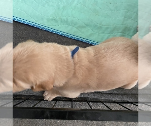 Medium Photo #20 Golden Retriever Puppy For Sale in RADCLIFF, KY, USA