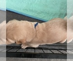 Small Photo #20 Golden Retriever Puppy For Sale in RADCLIFF, KY, USA