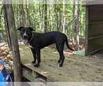 Small #1 Labrador Retriever Mix