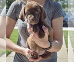 Small #3 Sheprador