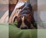 Small #31 Mutt