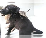 Small #1 Catahoula Leopard Dog Mix