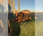 Small #12 English Bulldog