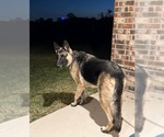 Small #6 German Shepherd Dog