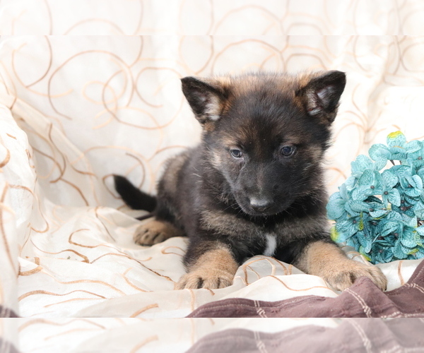 Medium Photo #3 German Shepherd Dog Puppy For Sale in SHILOH, OH, USA
