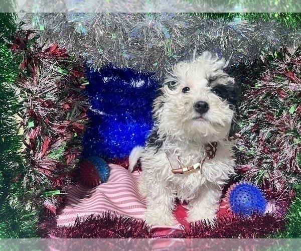 Medium Photo #4 Bernedoodle (Miniature) Puppy For Sale in DURHAM, CT, USA