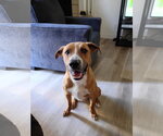 TORETTO - Male Boxer-Redbone Coonhound Mix Dog for Adoption - Small photo