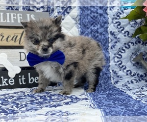 Pomeranian Puppy for sale in LANCASTER, PA, USA