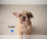 Puppy Tubs French Bulldog