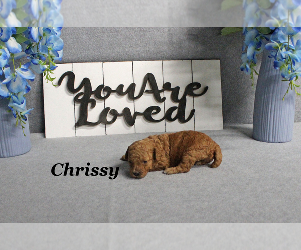 Medium Photo #2 Poodle (Toy) Puppy For Sale in CHANUTE, KS, USA