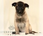 Small #2 Belgian Malinois
