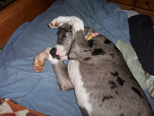 Mother of the Great Dane puppies born on 10/28/2016