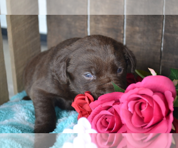 Medium Photo #11 Labrador Retriever Puppy For Sale in GREENWOOD, WI, USA