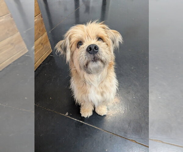 Medium Photo #4 Mutt Puppy For Sale in Vail, AZ, USA