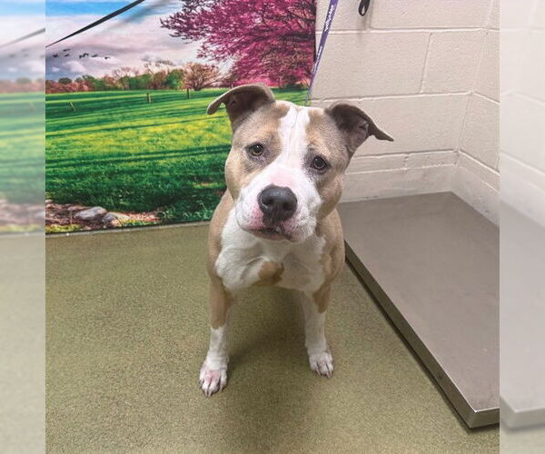 Medium Photo #1 Mutt Puppy For Sale in Moreno Valley, CA, USA