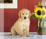 Small Photo #3 Golden Retriever Puppy For Sale in MANHEIM, PA, USA