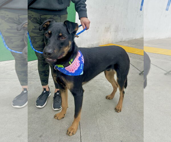 Medium Photo #3 Rottweiler-Unknown Mix Puppy For Sale in Newport Beach, CA, USA