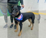 Small #2 Rottweiler Mix