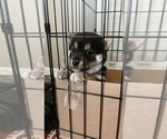Small Photo #7 Shiba Inu Puppy For Sale in DENVER, CO, USA