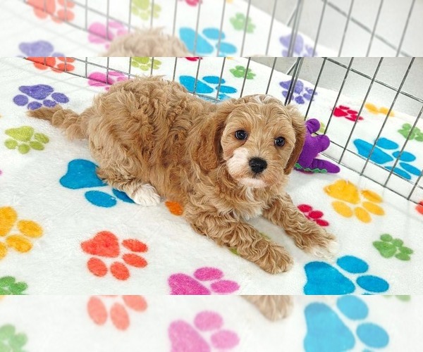 Medium Photo #9 Cavapoo (Miniature)-Poodle (Toy) Mix Puppy For Sale in ORO VALLEY, AZ, USA