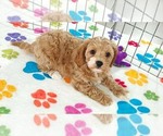 Small #8 Cavapoo (Miniature)-Poodle (Toy) Mix