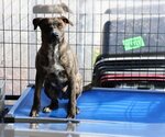 Small Photo #14 Plott Hound-Retriever  Mix Puppy For Sale in Sebec, ME, USA