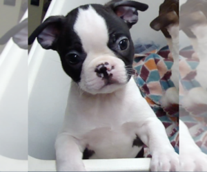 Boston Terrier Puppy for sale in CRKD RVR RNCH, OR, USA