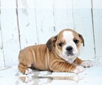 Small Photo #3 Beabull Puppy For Sale in FREDERICKSBG, OH, USA