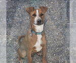 Small Photo #3  Puppy For Sale in , 