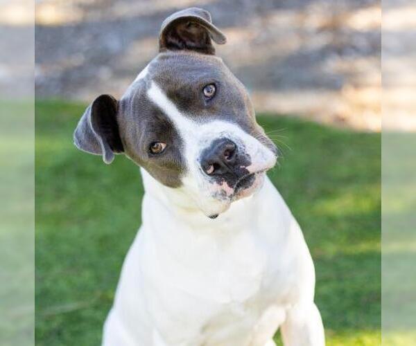 Medium Photo #2 Mutt Puppy For Sale in Camarillo, CA, USA