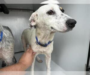 Mutt Dogs for adoption in Houston, TX, USA
