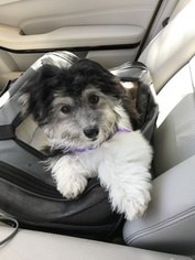Havanese Puppy for sale in MORGAN HILL, CA, USA