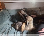 Small #7 Australian Shepherd-German Shepherd Dog Mix
