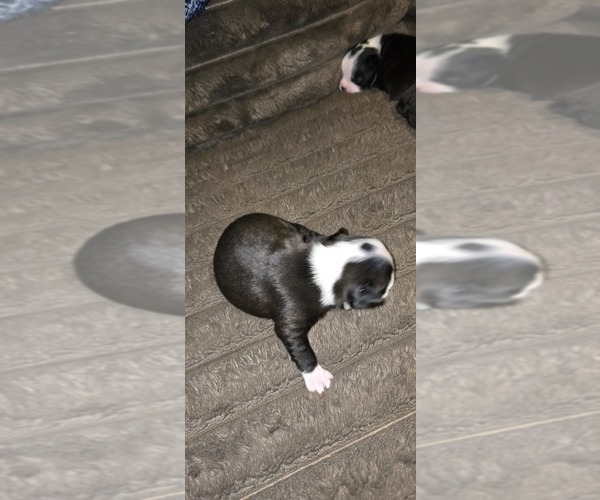 Medium Photo #2 Boston Terrier Puppy For Sale in MITCHELL, IN, USA