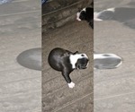 Small #1 Boston Terrier