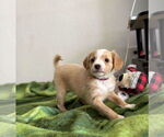 Small #2 Silkyhuahua