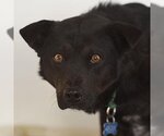 Small Photo #2 Labrador Retriever Puppy For Sale in Kanab, UT, USA