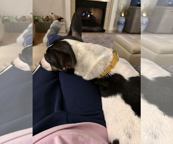 Medium Photo #3 Chihuahua-Unknown Mix Puppy For Sale in Virginia Beach, VA, USA