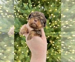Small #5 Cavalier King Charles Spaniel