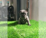 Puppy Luna French Bulldog