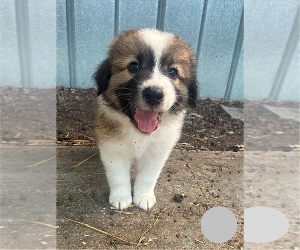 Medium Photo #10 Australian Shepherd-Great Pyrenees Mix Puppy For Sale in LUCAMA, NC, USA