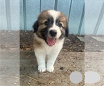 Small Photo #10 Australian Shepherd-Great Pyrenees Mix Puppy For Sale in LUCAMA, NC, USA