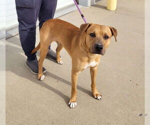 Black Mouth Cur-Unknown Mix Dogs for adoption in Louisville, KY, USA