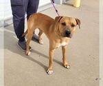 Small Black Mouth Cur Mix