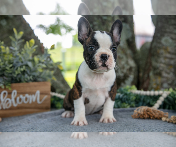Medium Photo #2 Faux Frenchbo Bulldog Puppy For Sale in SALEM, IN, USA
